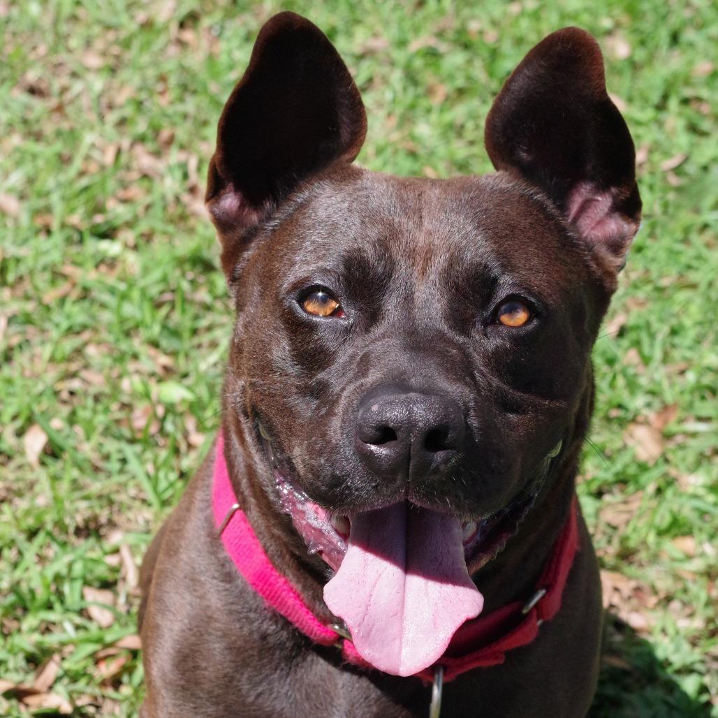 Enlarge Tucker, a Adoptable mixed breed in Miami, FL image 6/6