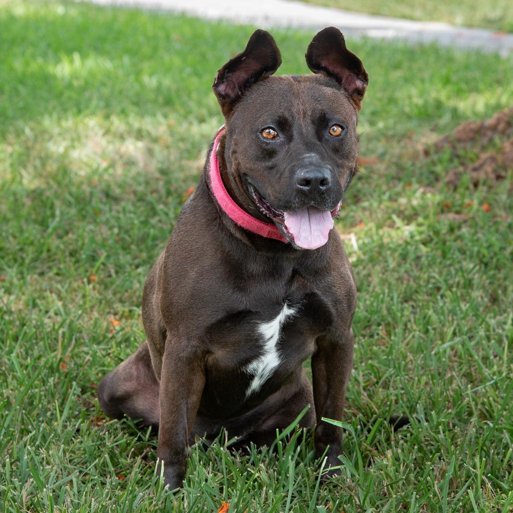 Tucker, a Adoptable mixed breed in Miami, FL image 6/6