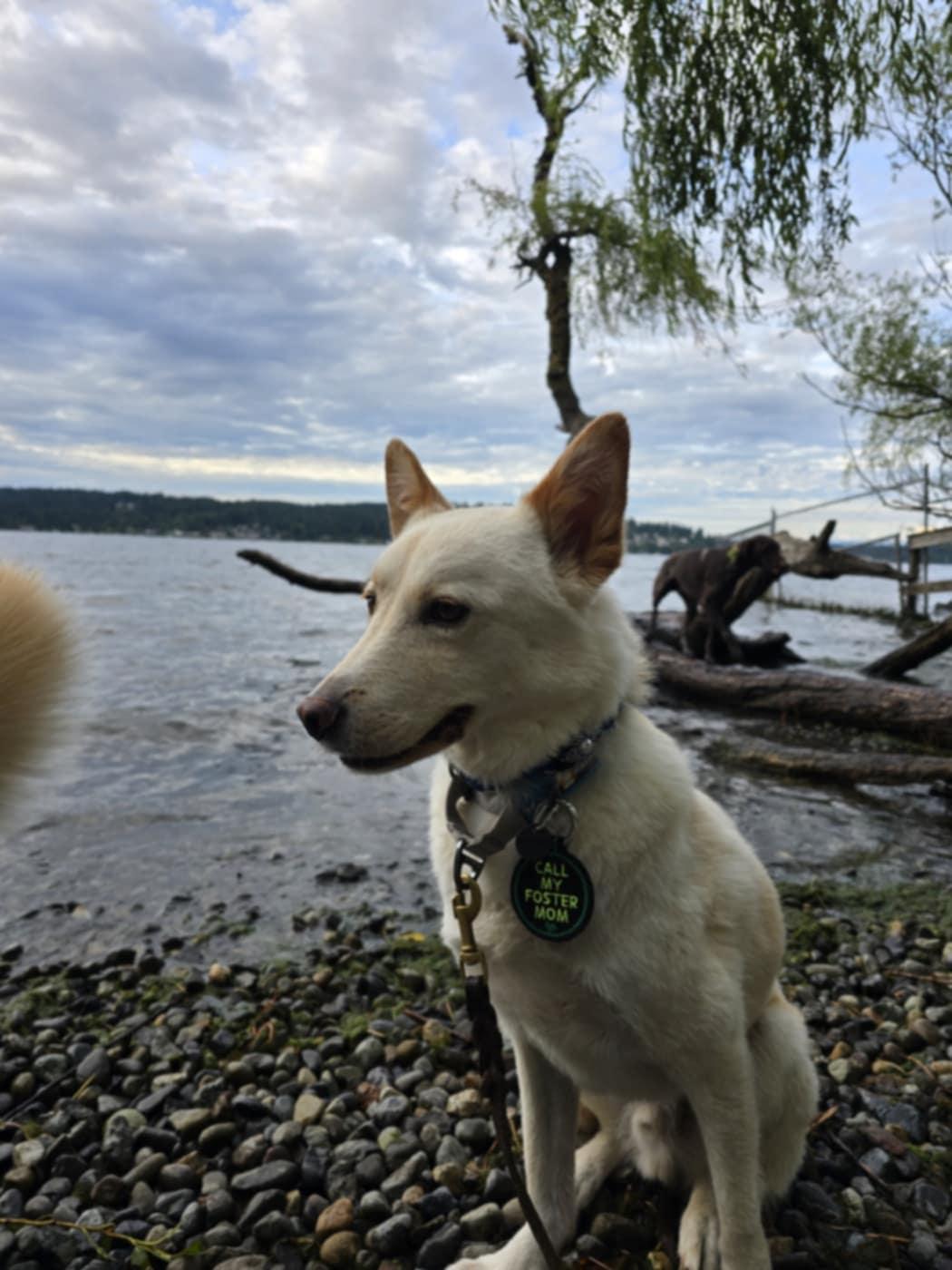 Enlarge Snow, a Adopted mixed breed in Puyallup, WA image 2/5