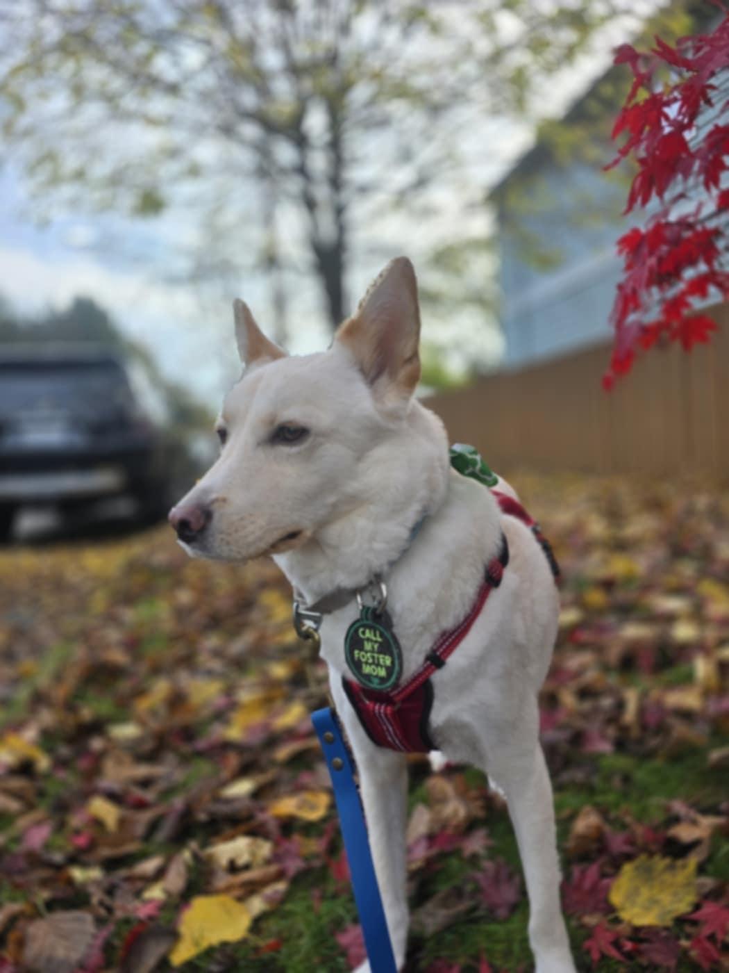 Enlarge Snow, a Adopted mixed breed in Puyallup, WA image 3/5