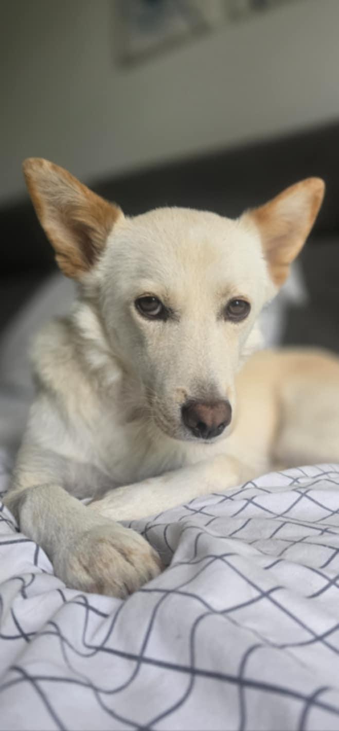 Enlarge Snow, a Adopted mixed breed in Puyallup, WA image 4/5