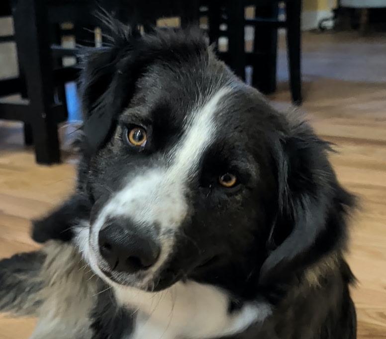 Spud, adopted, Adult Male Border Collie.