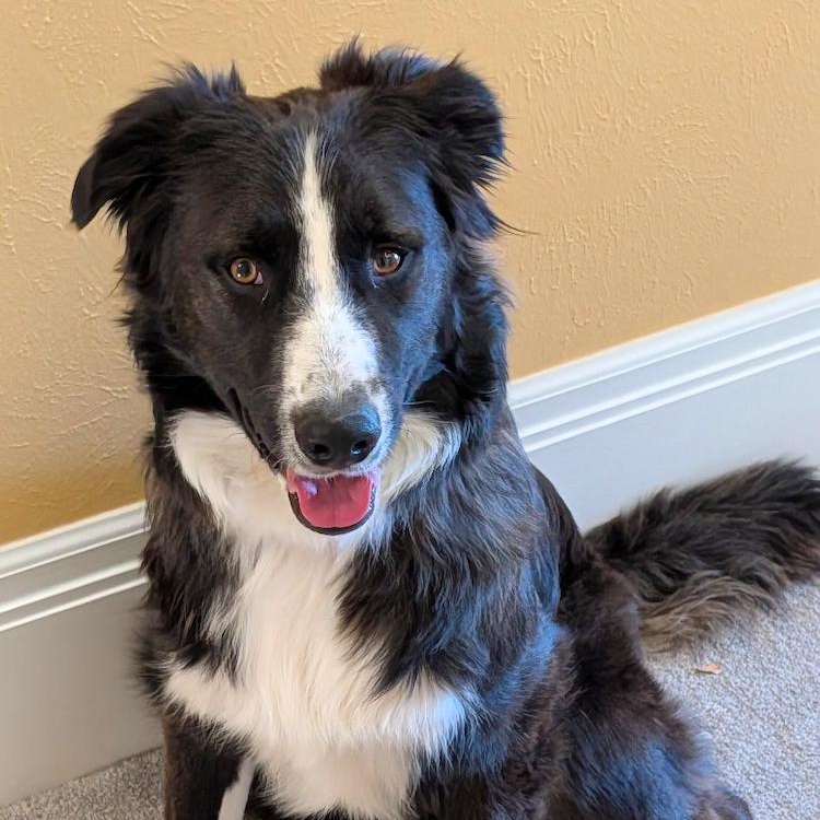 Enlarge Spud, an adopted Border Collie in Denver, CO image 3/5