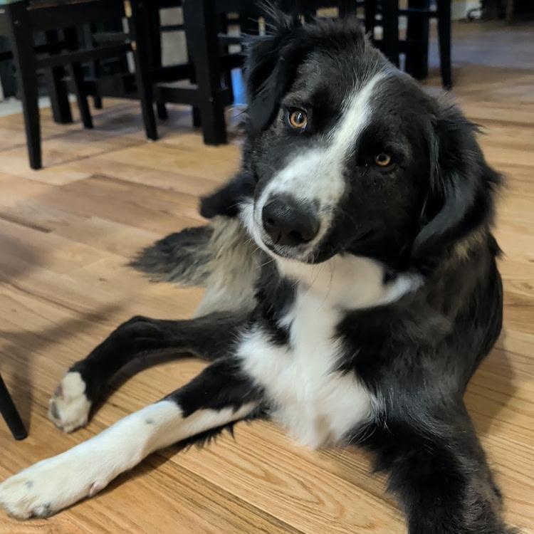 Enlarge Spud, an adopted Border Collie in Denver, CO image 2/5