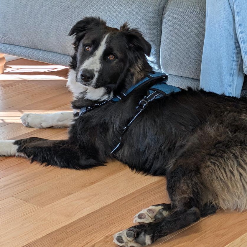 Enlarge Spud, an adopted Border Collie in Denver, CO image 4/5