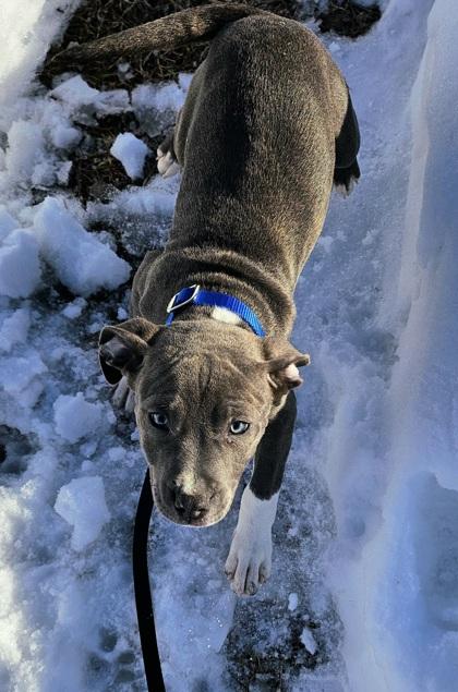 Enlarge Trevor, an adopted mixed breed in Salem, NH image 1/1