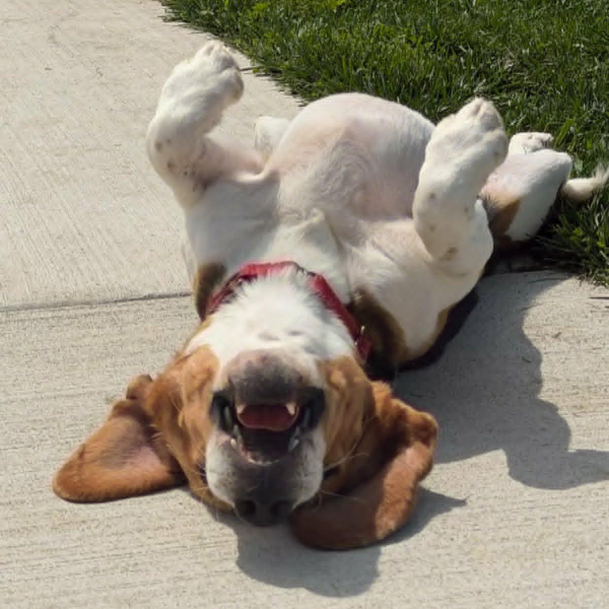 Enlarge Sherman (In Foster), an adoptable Beagle in Watertown, WI image 3/6