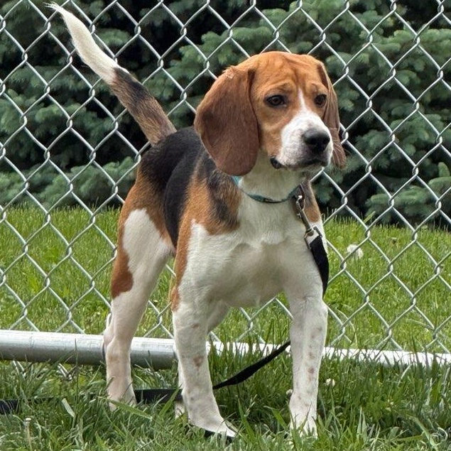 Sherman, an adoptable Beagle in Watertown, WI image 2/3