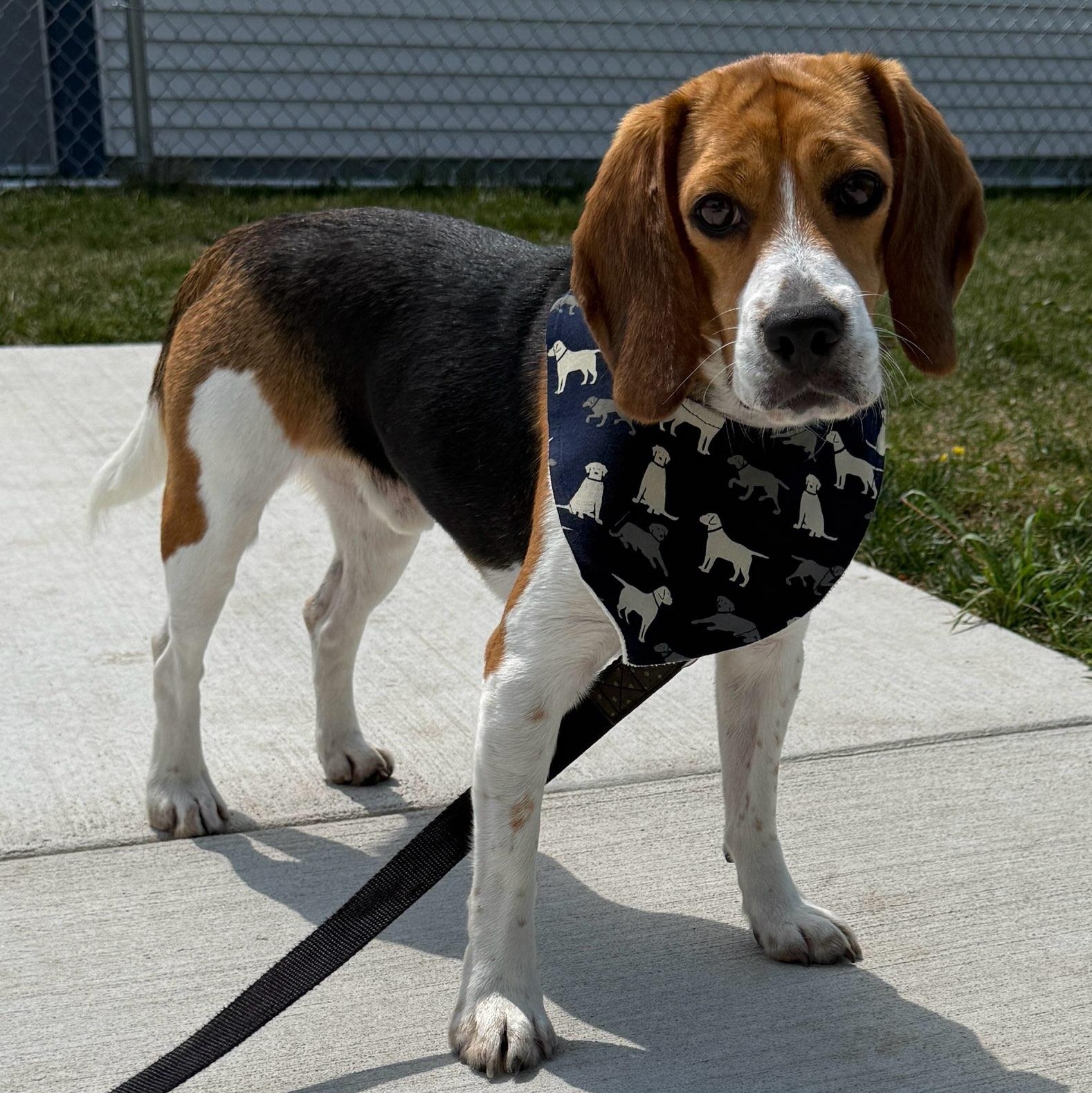 Sherman (In Foster), adoptable, Young Male Beagle.