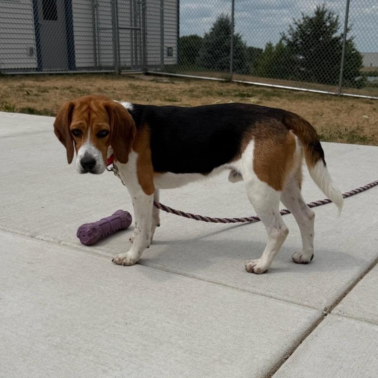 Enlarge Sherman (In Foster), an adoptable Beagle in Watertown, WI image 6/6