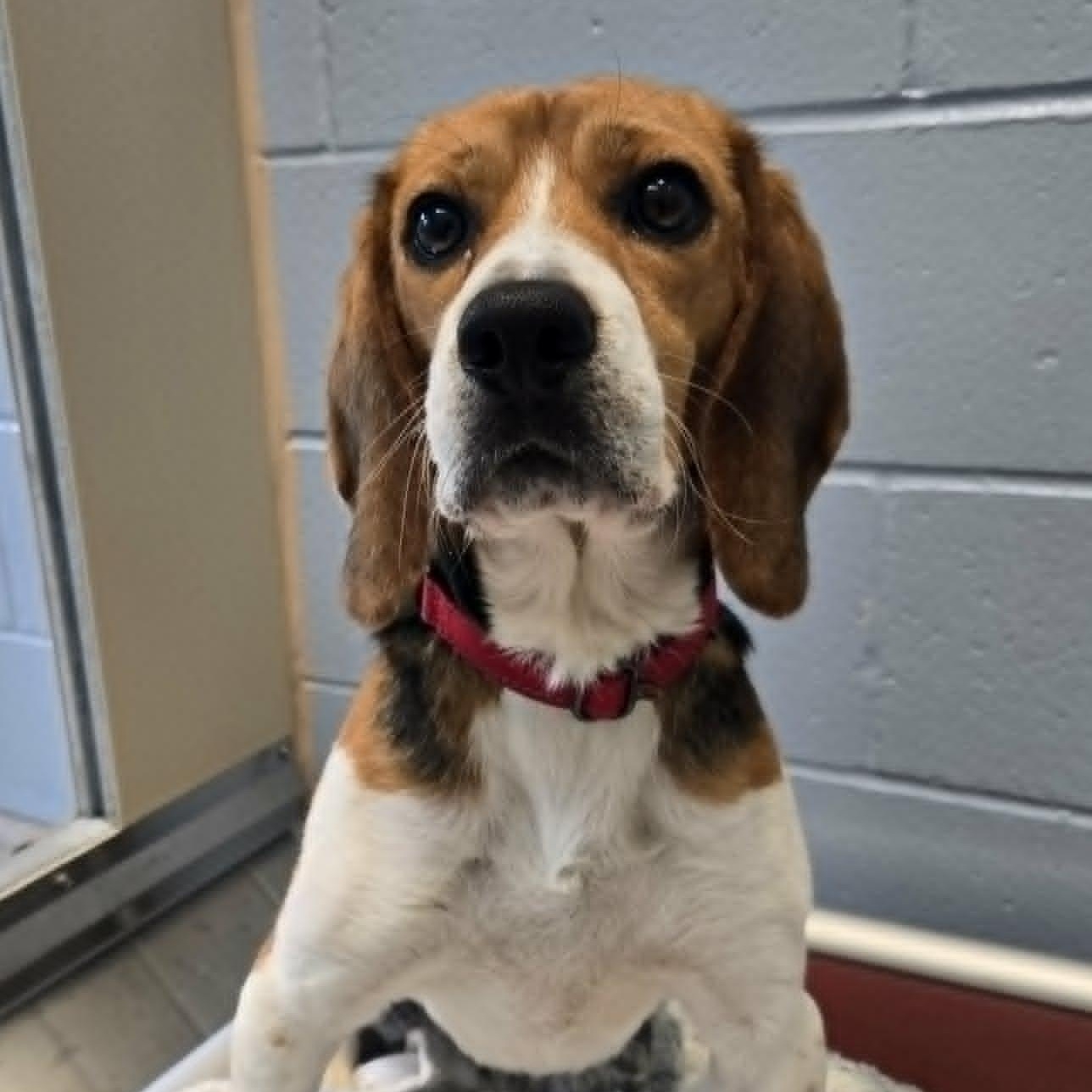 Sherman, adoptable, Young Male Beagle.