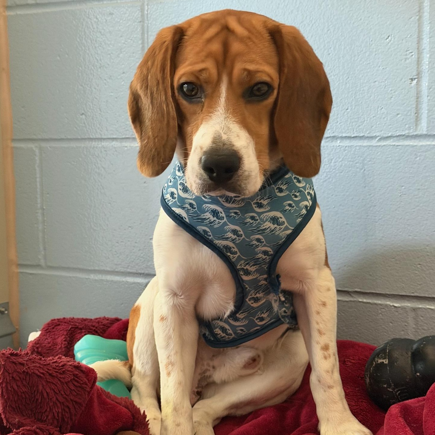 Sherman, adoptable, Young Male Beagle.