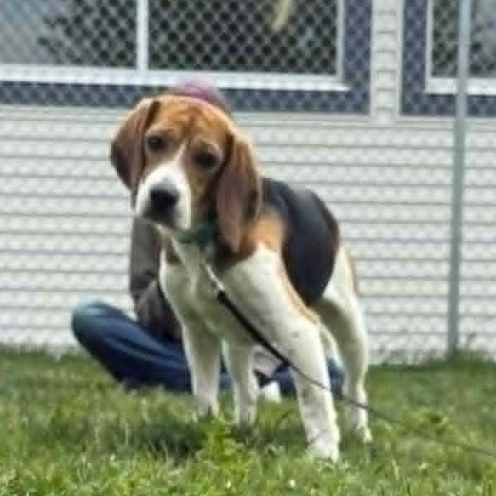 Sherman, an adoptable Beagle in Watertown, WI image 3/3