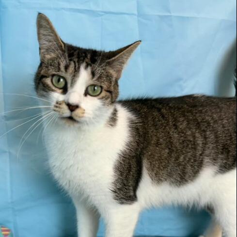 Enlarge LORELEI, a Adoptable Domestic Short Hair in Centerville, MA image 1/1