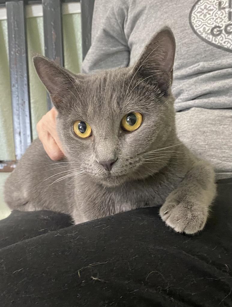 Lez, Adoptable, Young Female Domestic Short Hair.