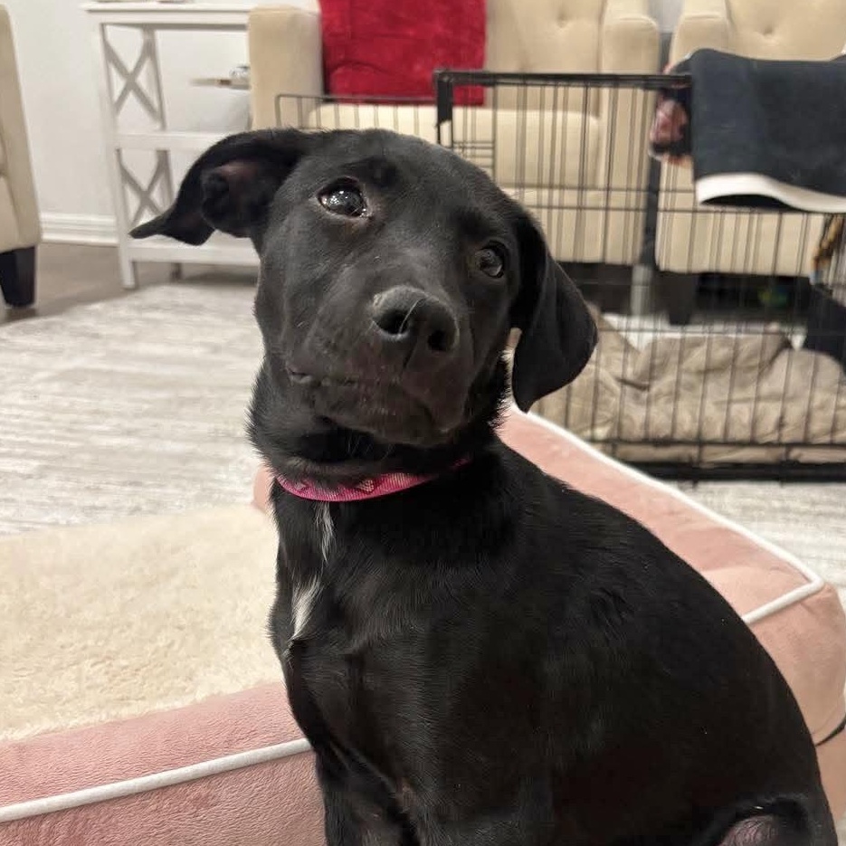 Enlarge Claudette, an adopted mixed breed in Hagerstown, MD image 3/6