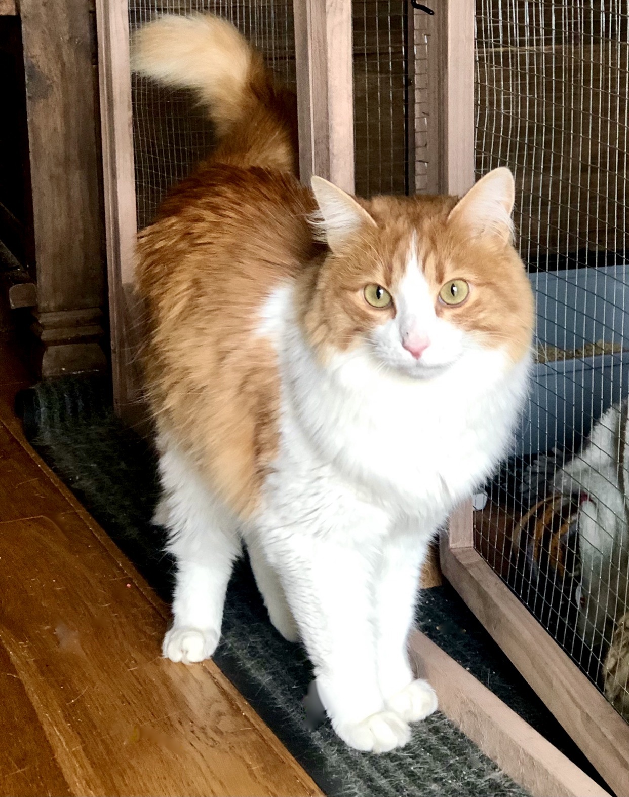 Charlie, a Adoptable mixed breed in North Hollywood, CA image 1/12