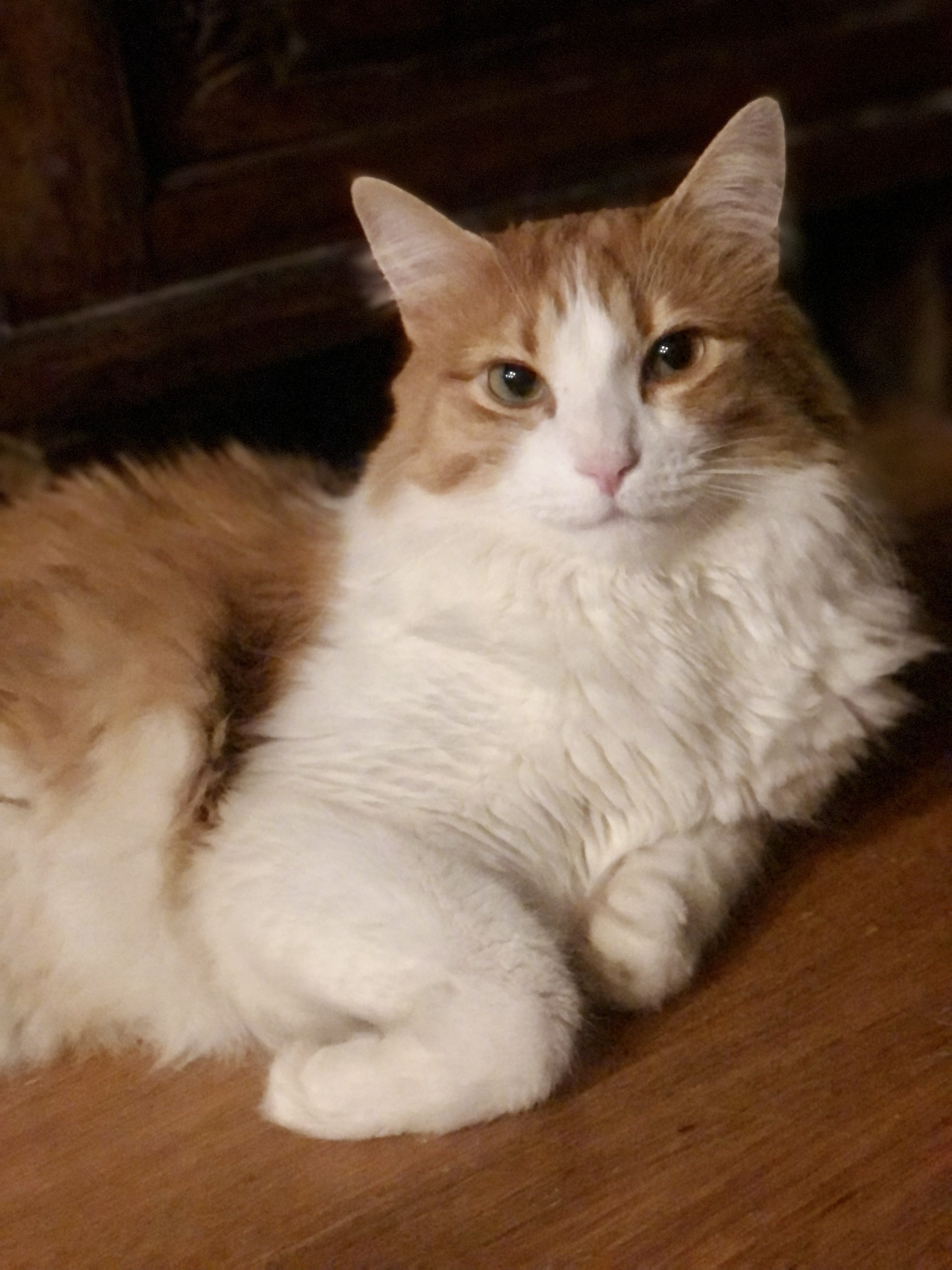 Charlie, Adoptable, Adult Male Domestic Long Hair.