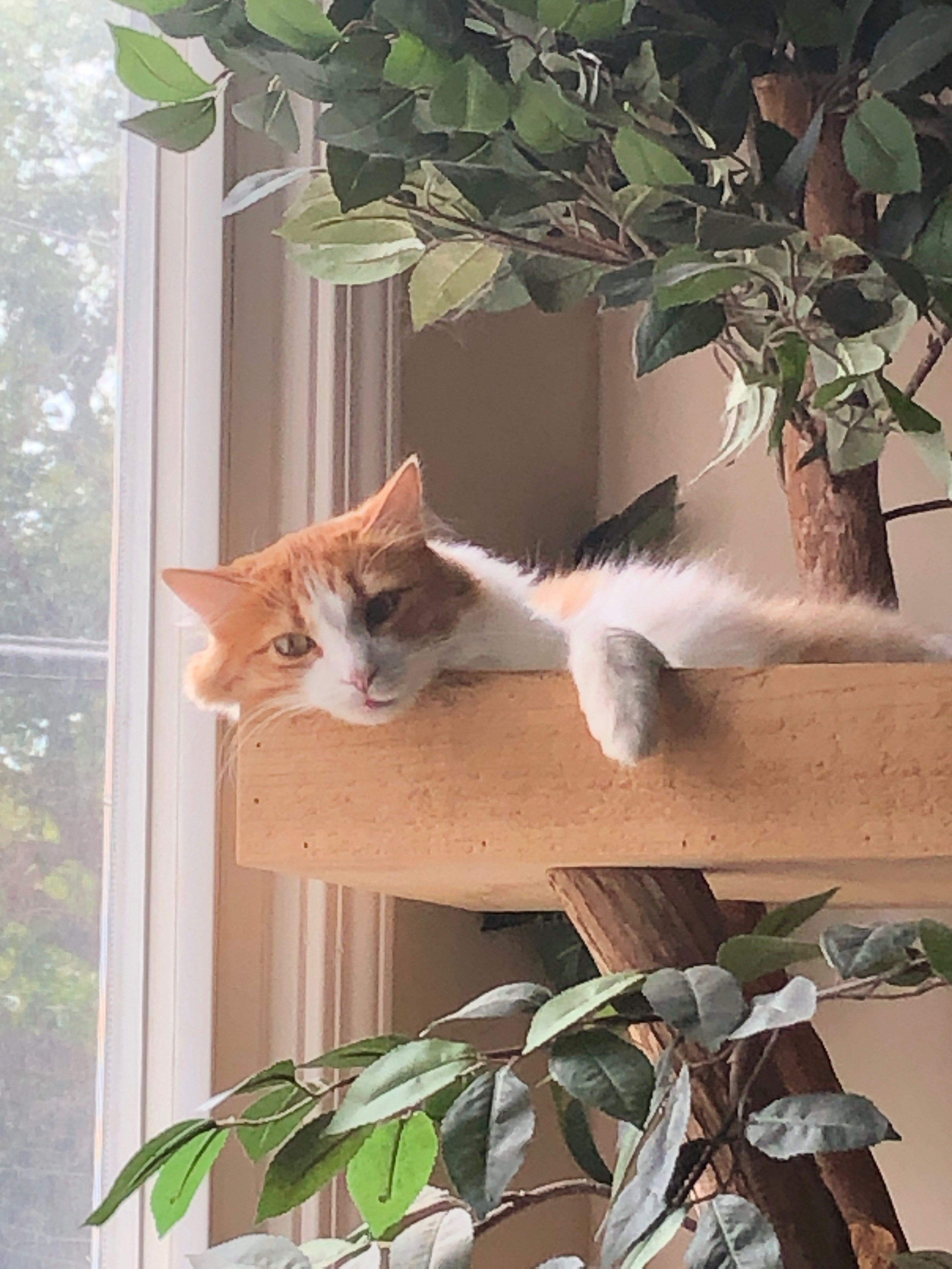 Charlie, a Adoptable mixed breed in North Hollywood, CA image 4/12