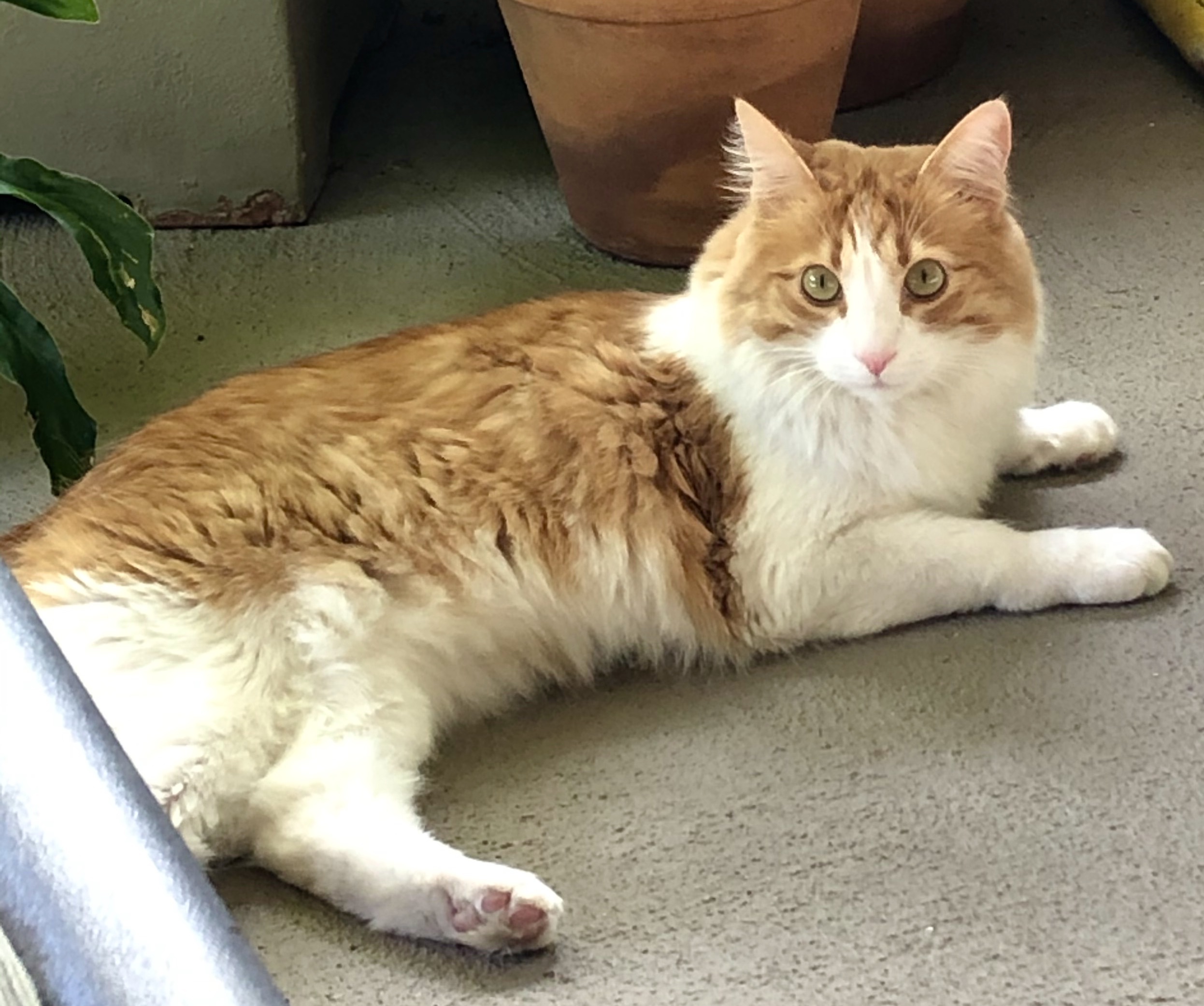 Charlie, a Adoptable mixed breed in North Hollywood, CA image 5/12