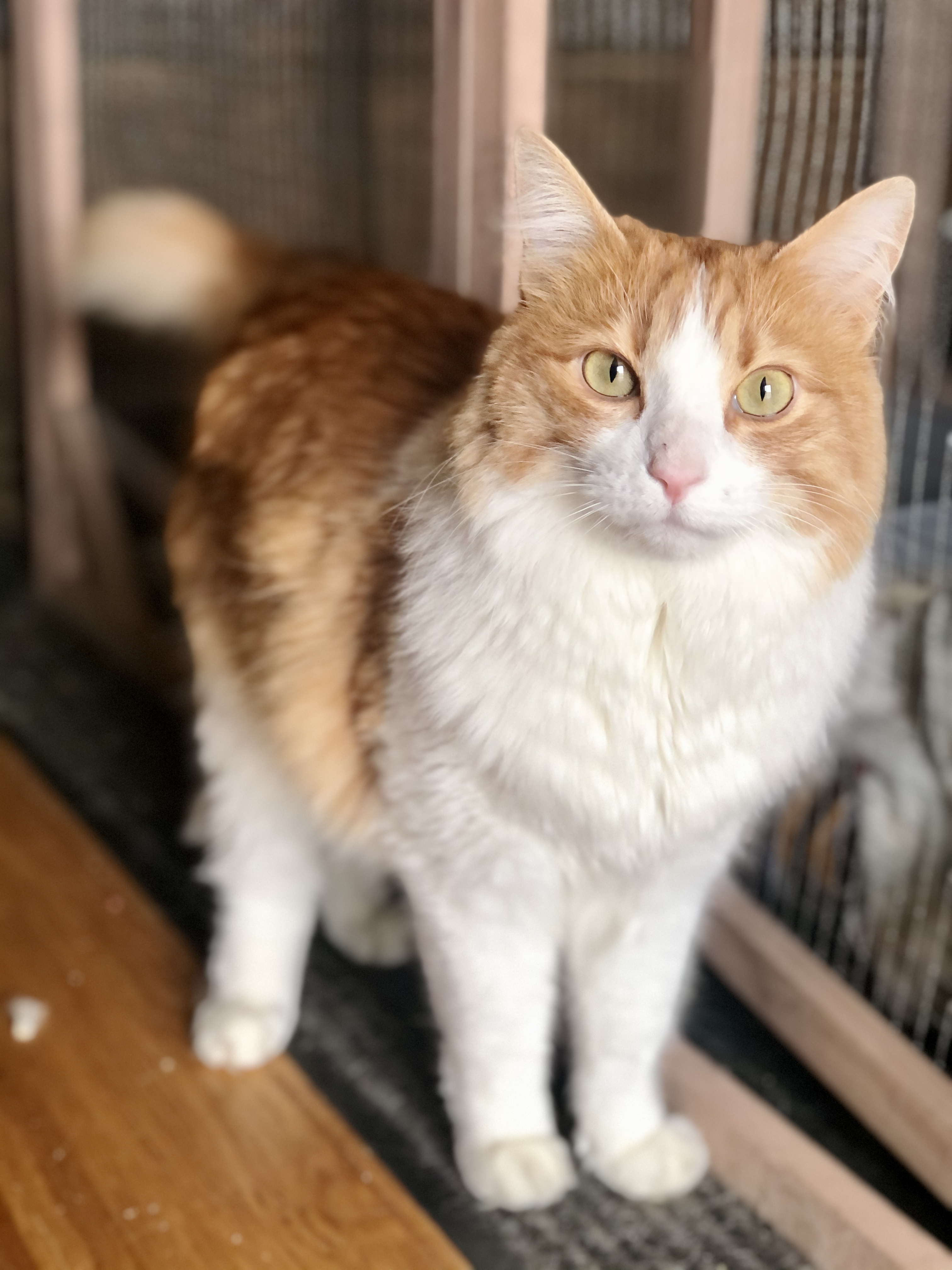 Charlie, a Adoptable mixed breed in North Hollywood, CA image 6/12