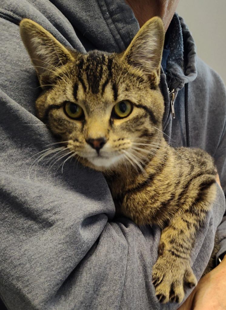 Enlarge OZ, a Adoptable mixed breed in Sandusky, OH image 1/1