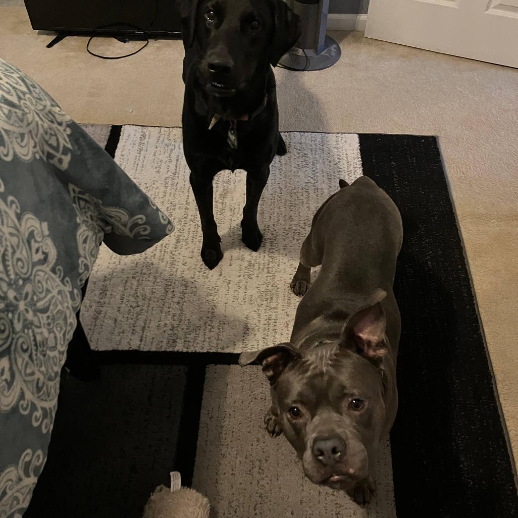 Harvey Wallbanger, a Adoptable Mixed Breed in Savannah, GA image 1/6