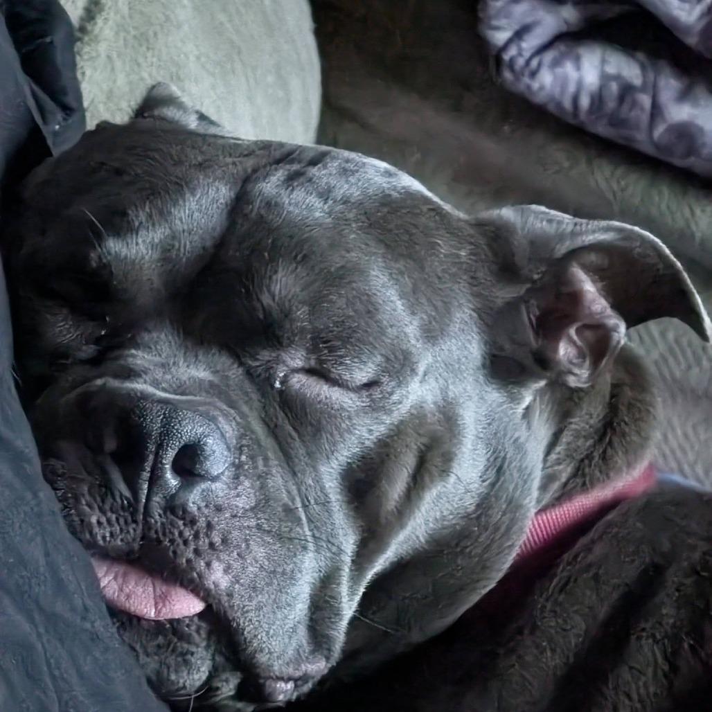 Harvey Wallbanger, a Adoptable Mixed Breed in Savannah, GA image 2/6