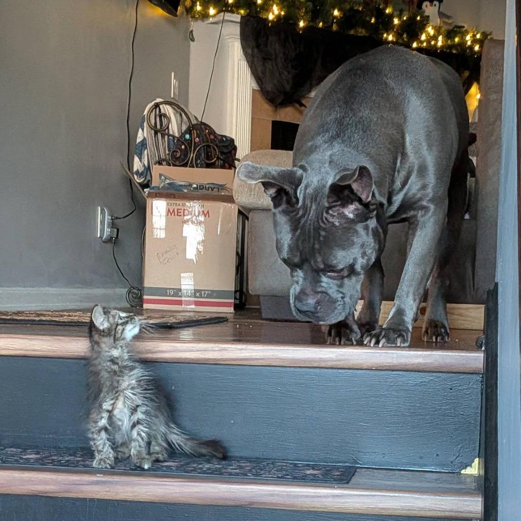 Harvey Wallbanger, a Adoptable Mixed Breed in Savannah, GA image 3/6