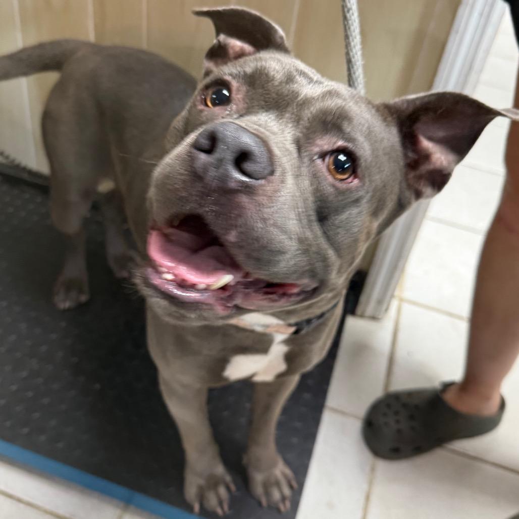 Harvey Wallbanger, Adoptable, Adult Male Mixed Breed.