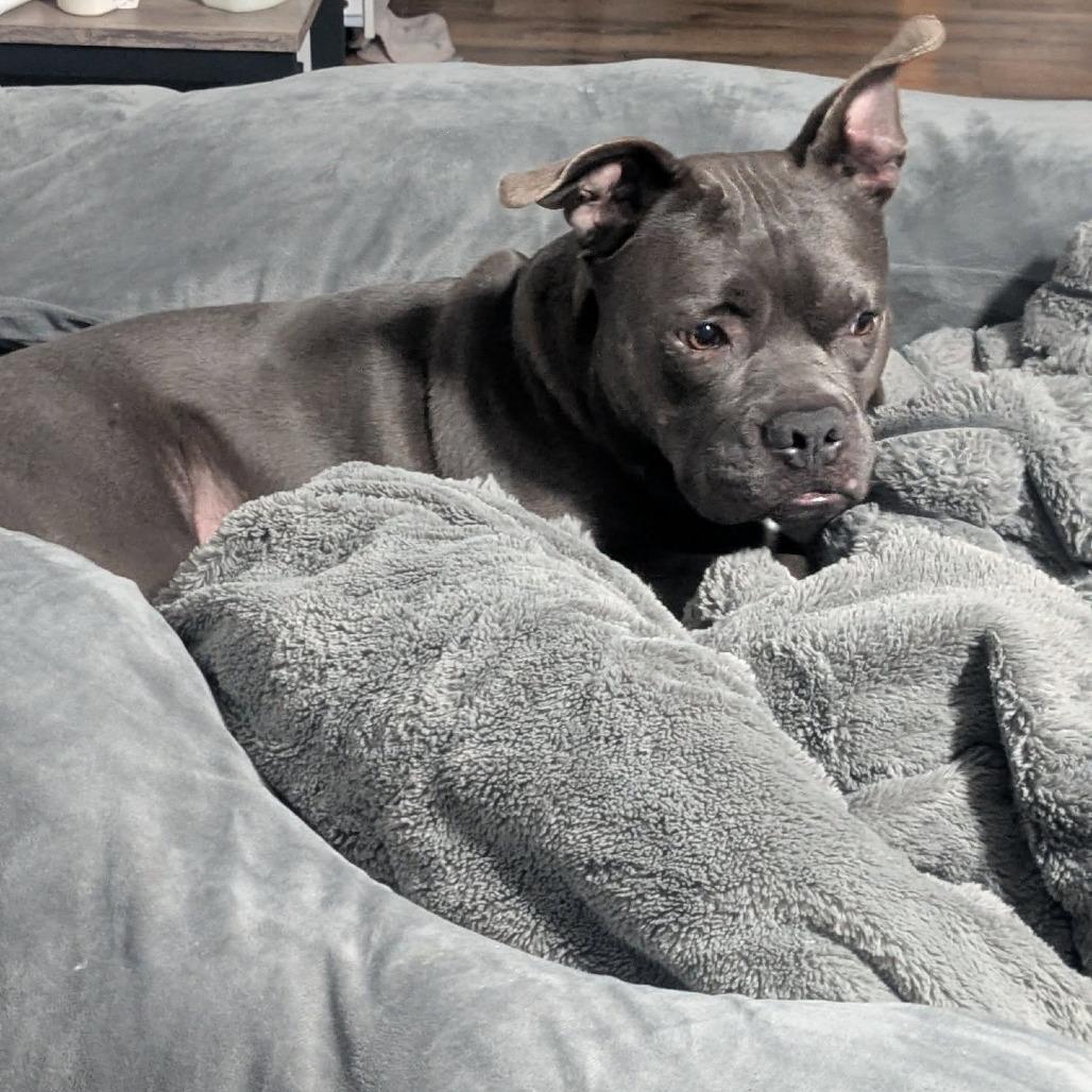 Harvey Wallbanger, a Adoptable Mixed Breed in Savannah, GA image 6/6