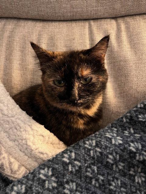 Enlarge Coco Foster, a Adoptable Domestic Short Hair in Crossville, TN image 1/3