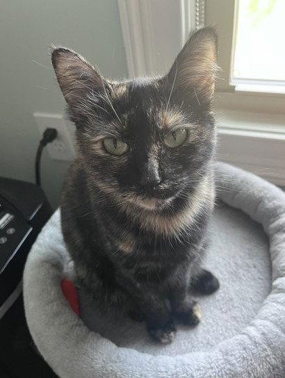 Enlarge Coco Foster, a Adoptable Domestic Short Hair in Crossville, TN image 2/3