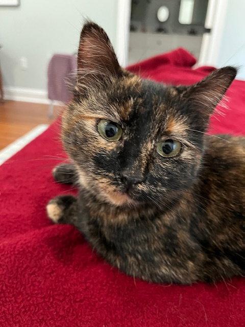 Enlarge Coco Foster, a Adoptable Domestic Short Hair in Crossville, TN image 3/3