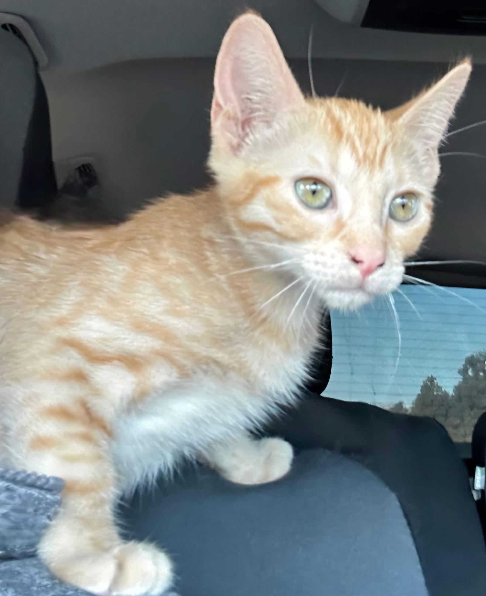 Enlarge Karat, a Adoptable mixed breed in Campbell, CA image 1/1