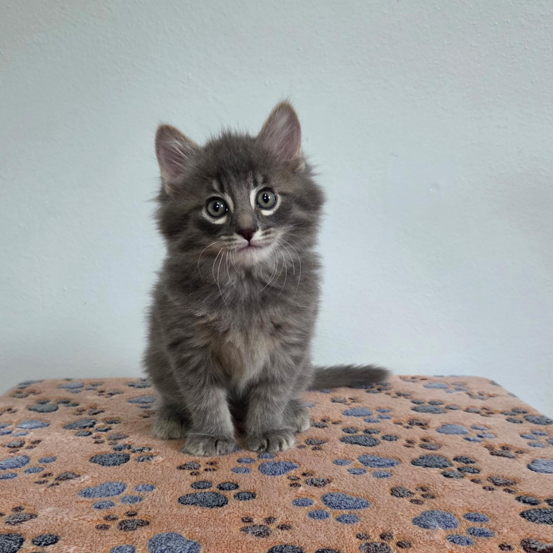 Maddie, adopted, Kitten Female Domestic Long Hair & Tabby.