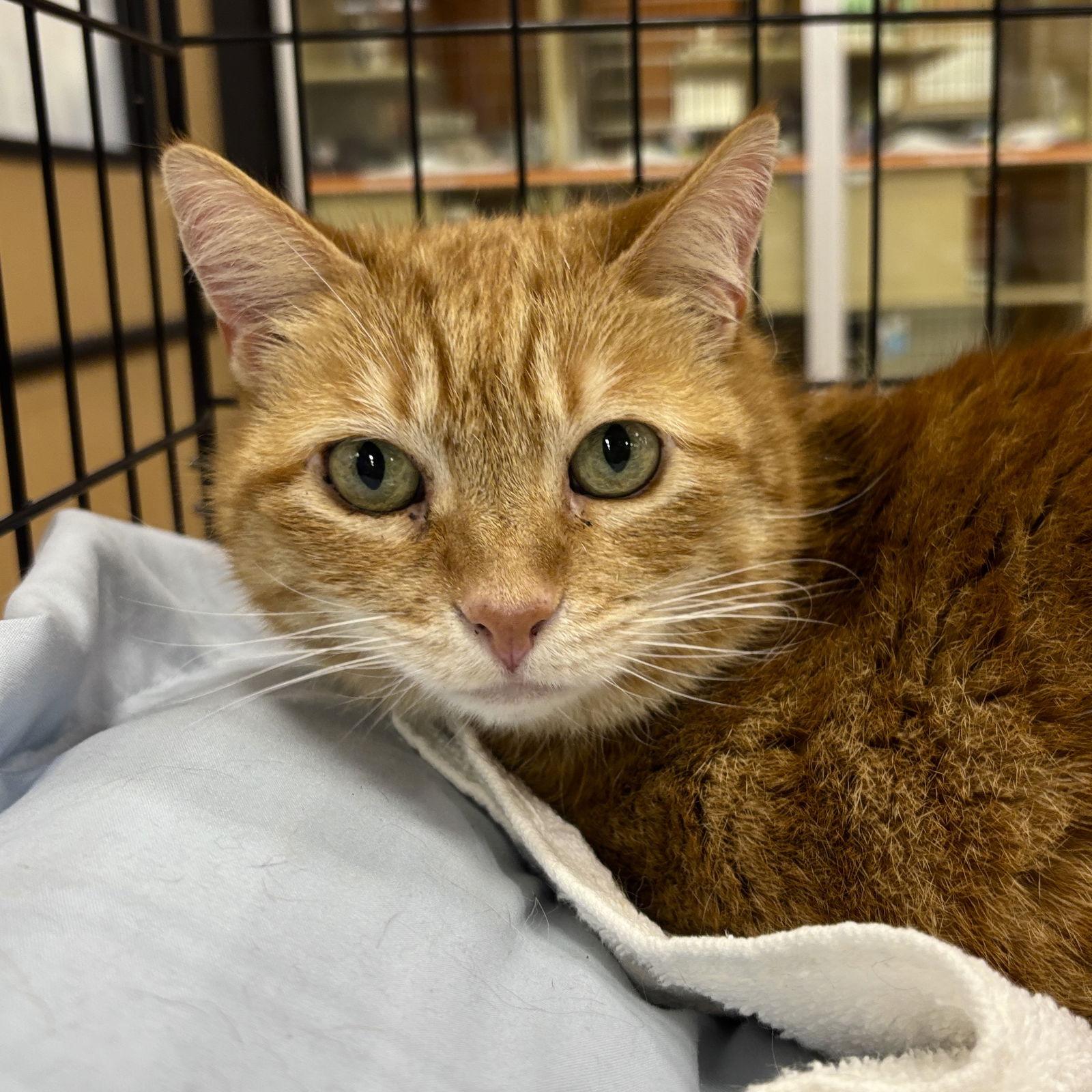 Chloe, Adopted, Adult Female Domestic Short Hair.