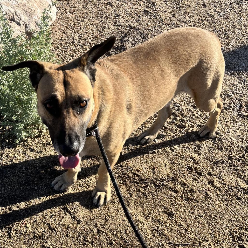 Enlarge Shiloh-Doo, a Adoptable mixed breed in Henderson, NV image 1/6