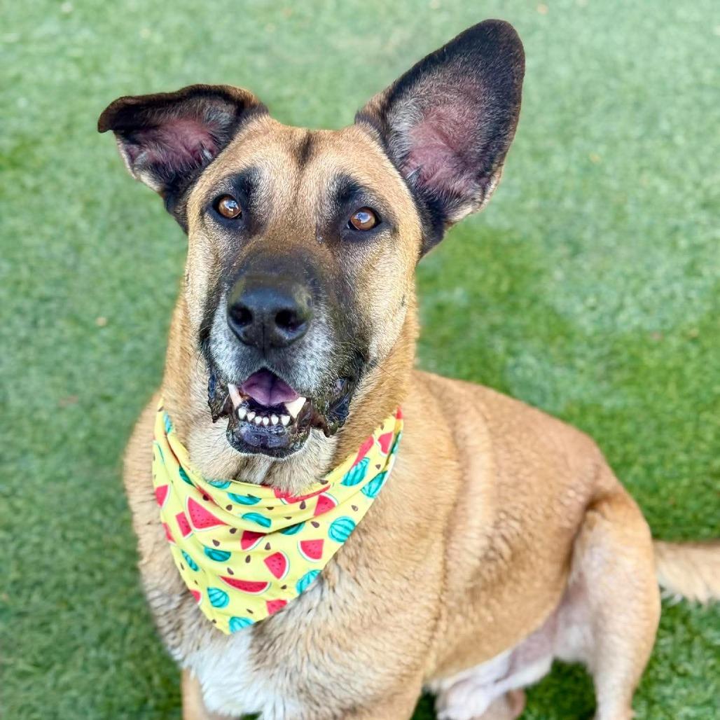 Shiloh-Doo, a Adoptable mixed breed in Henderson, NV image 2/6