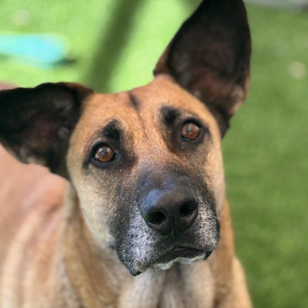 Enlarge Shiloh-Doo, a Adoptable mixed breed in Henderson, NV image 2/6