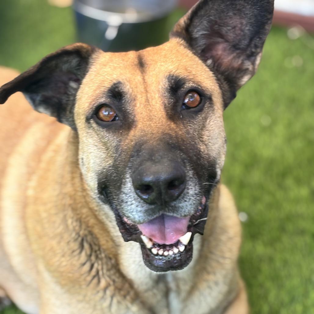 Enlarge Shiloh-Doo, a Adoptable mixed breed in Henderson, NV image 3/6