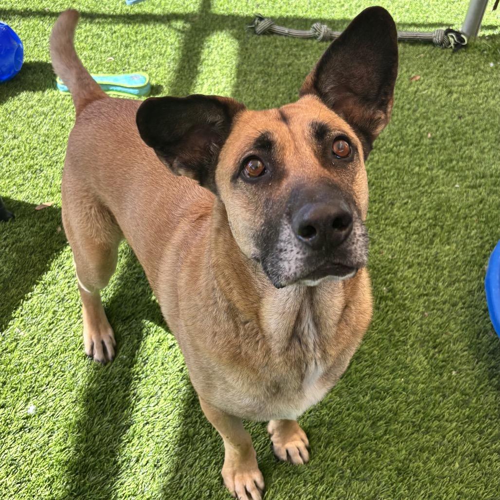 Enlarge Shiloh-Doo, a Adoptable mixed breed in Henderson, NV image 4/6