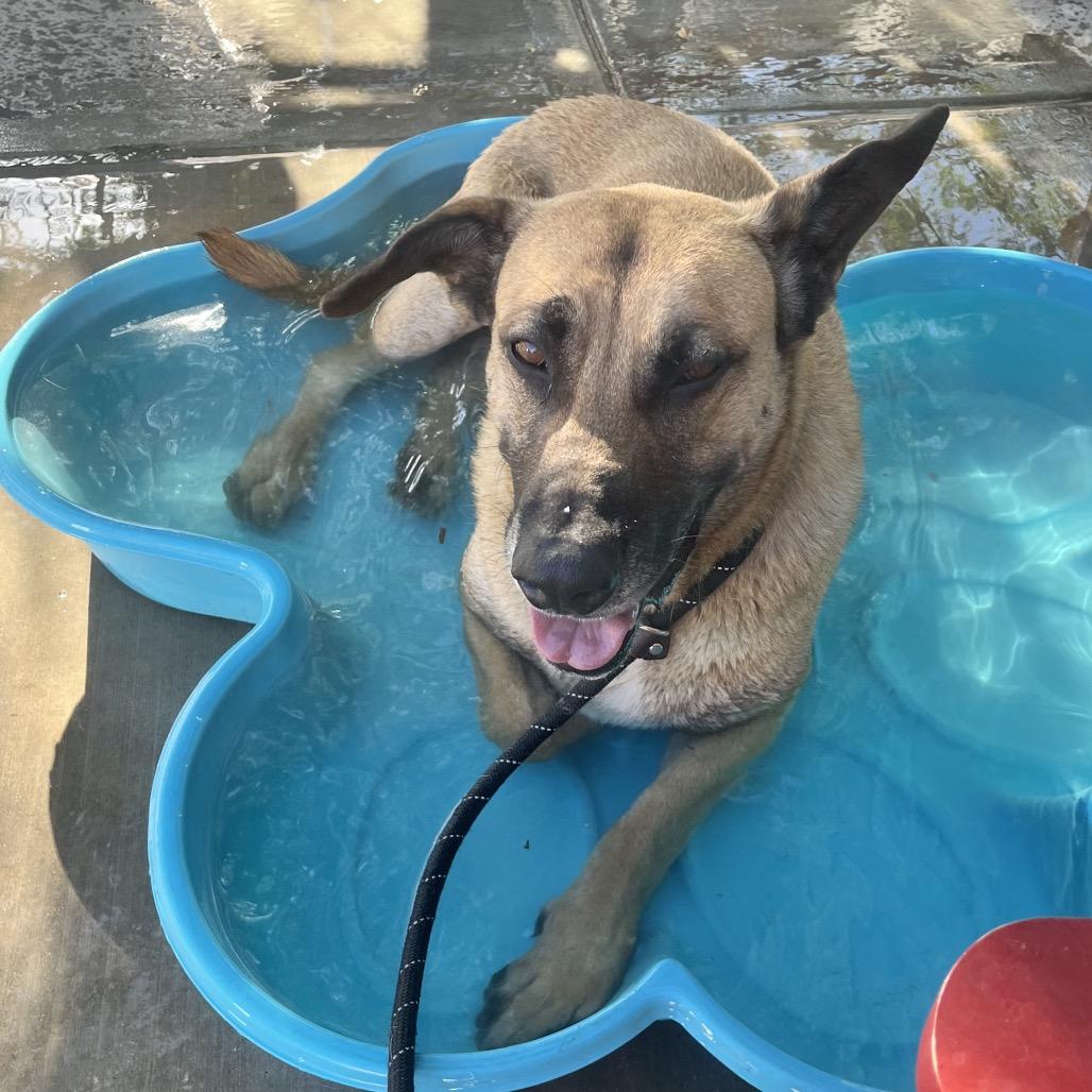 Enlarge Shiloh-Doo, a Adoptable mixed breed in Henderson, NV image 5/6