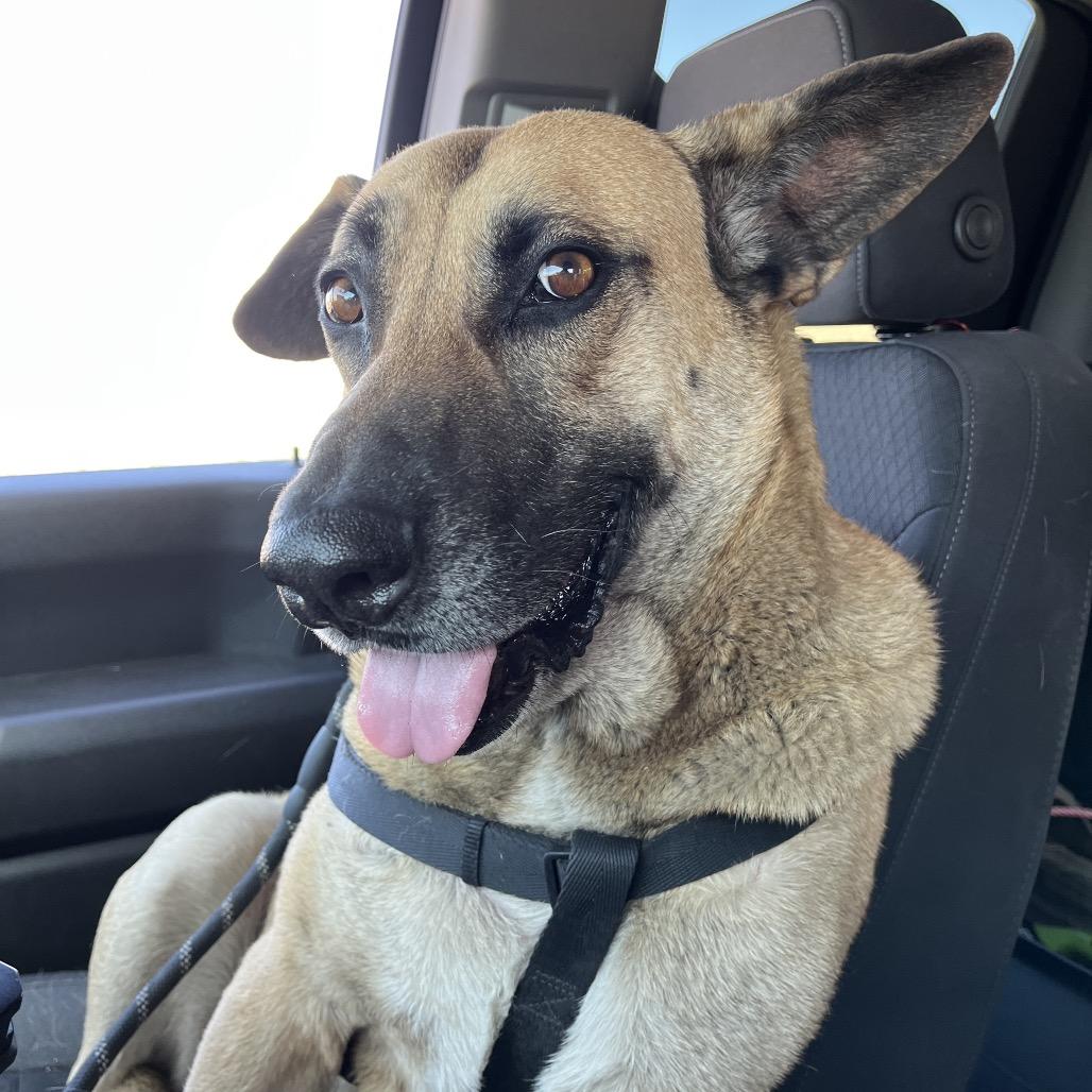 Enlarge Shiloh-Doo, a Adoptable mixed breed in Henderson, NV image 6/6