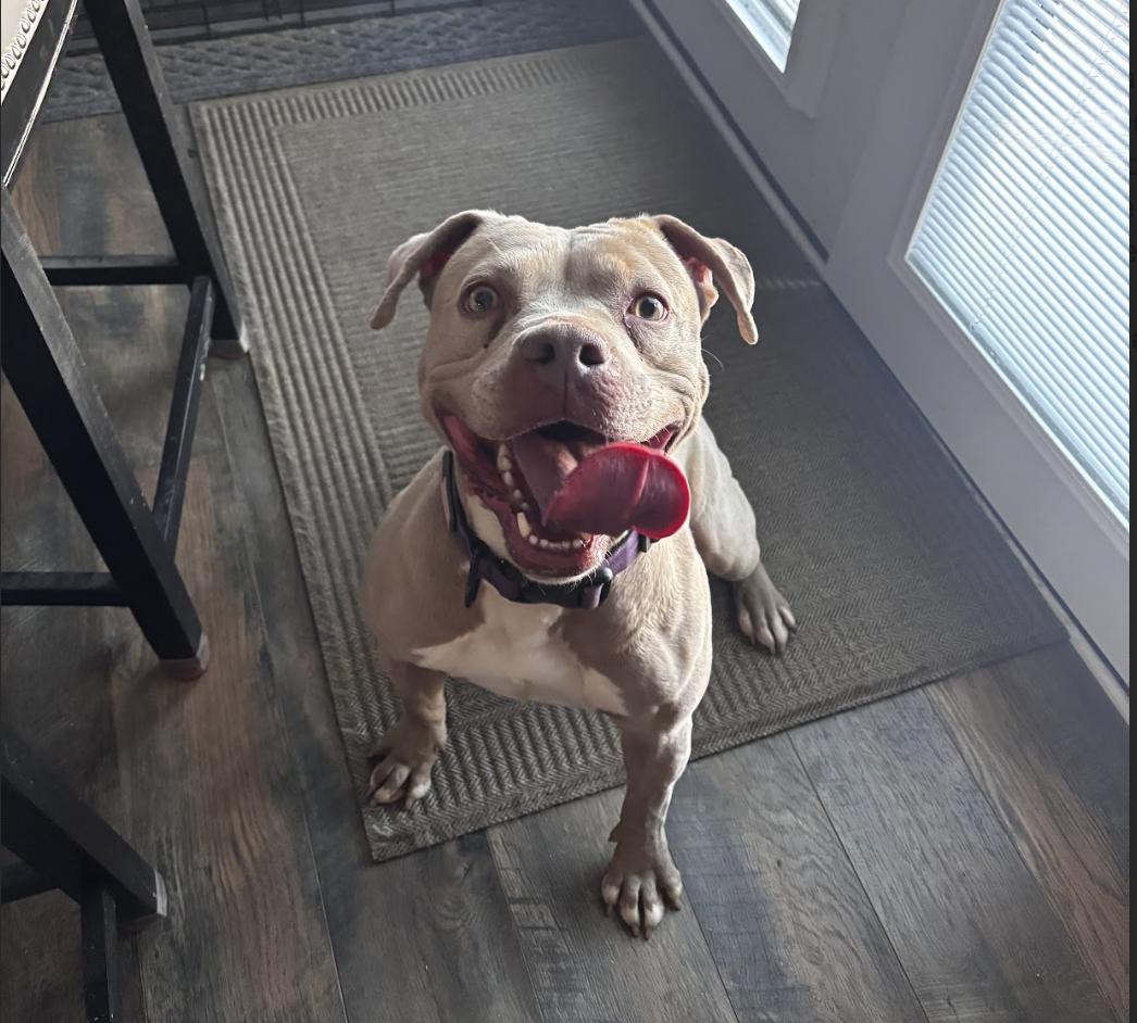 Maggie, a Adoptable Pit Bull Terrier in Roswell, GA image 2/6