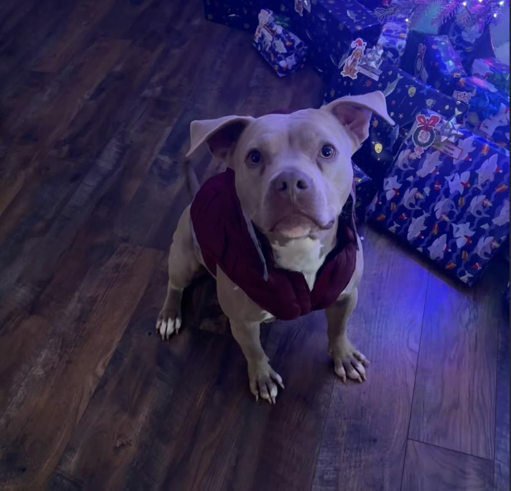 Maggie, a Adoptable Pit Bull Terrier in Roswell, GA image 3/6