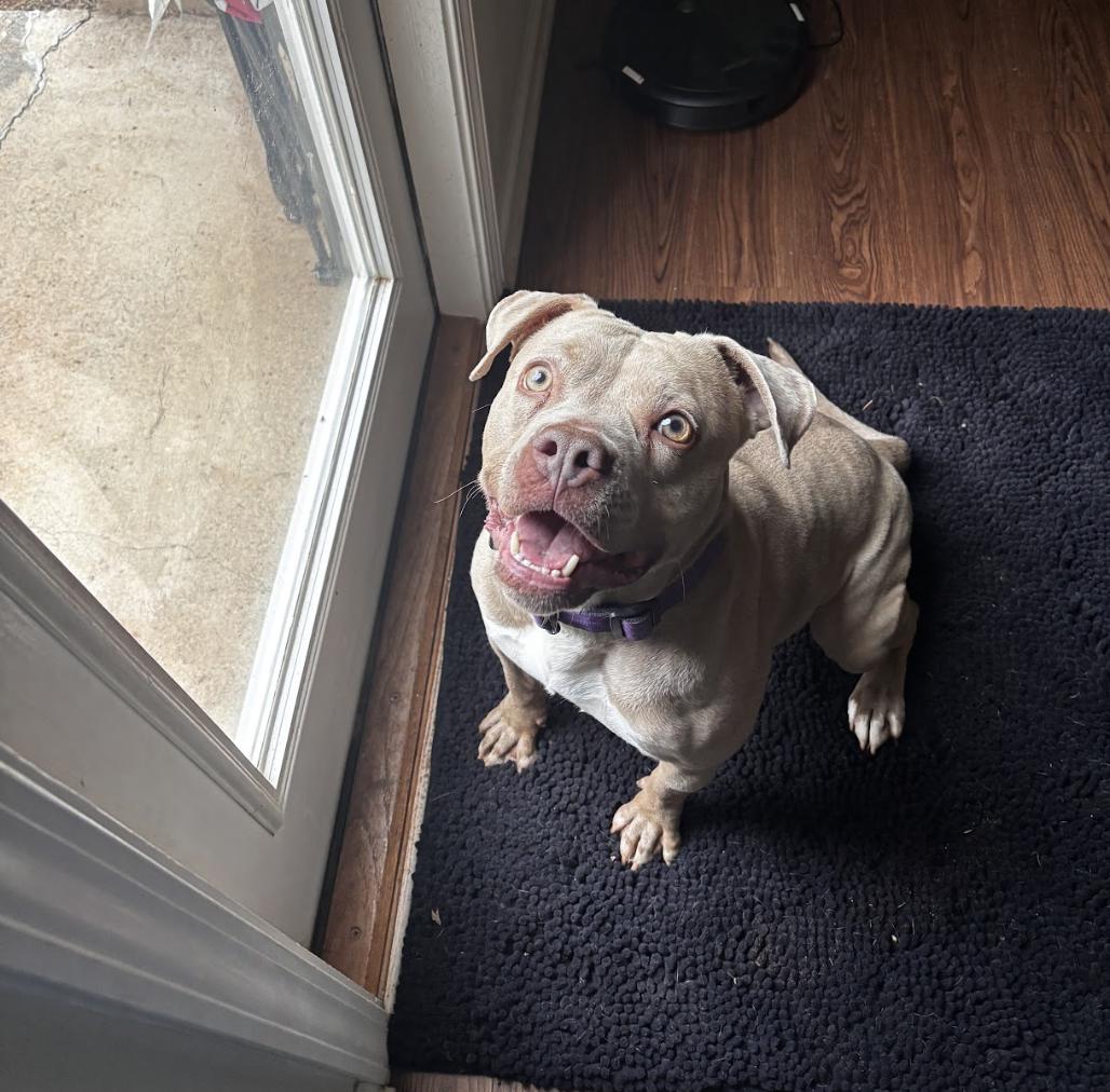 Maggie, a Adoptable Pit Bull Terrier in Roswell, GA image 4/6