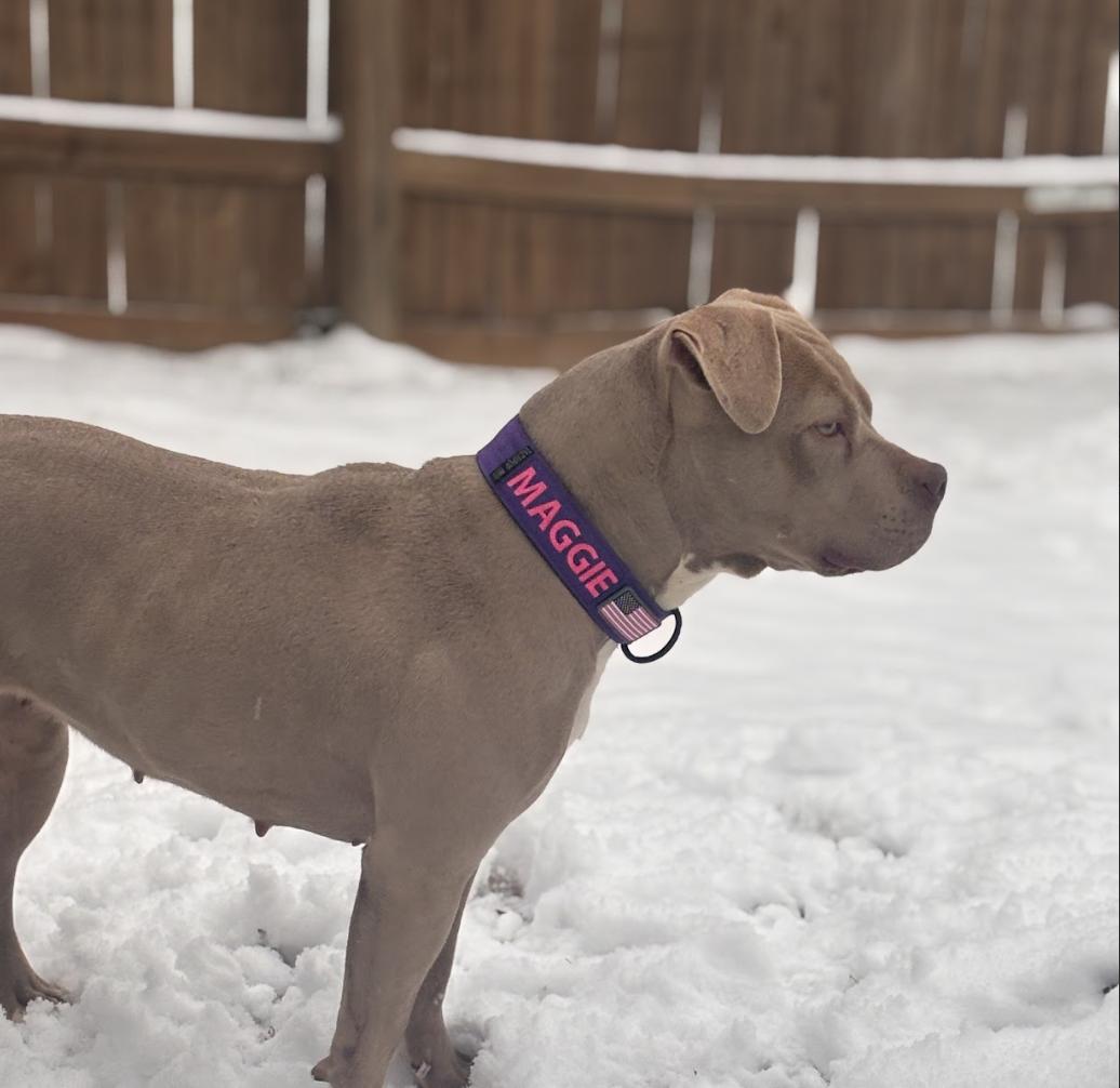 Maggie, a Adoptable Pit Bull Terrier in Roswell, GA image 5/6