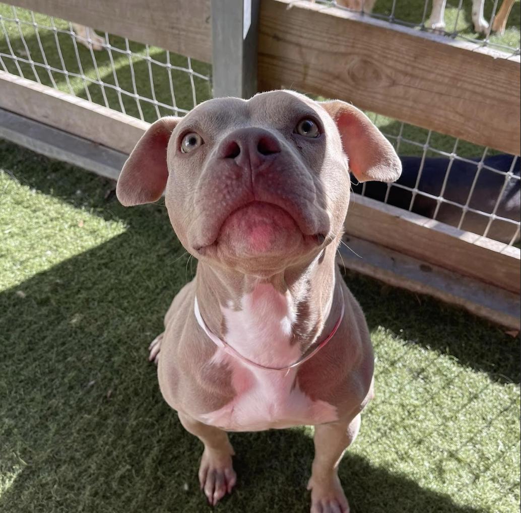 Maggie, a Adoptable Pit Bull Terrier in Roswell, GA image 6/6