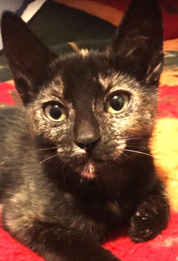 Cap'n Jack & Heidi: Ahoy!, Adoptable, Kitten Female Domestic Short Hair.